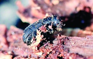 Medicine Lake Campground set to close to address Mountain Pine Beetle infestation
