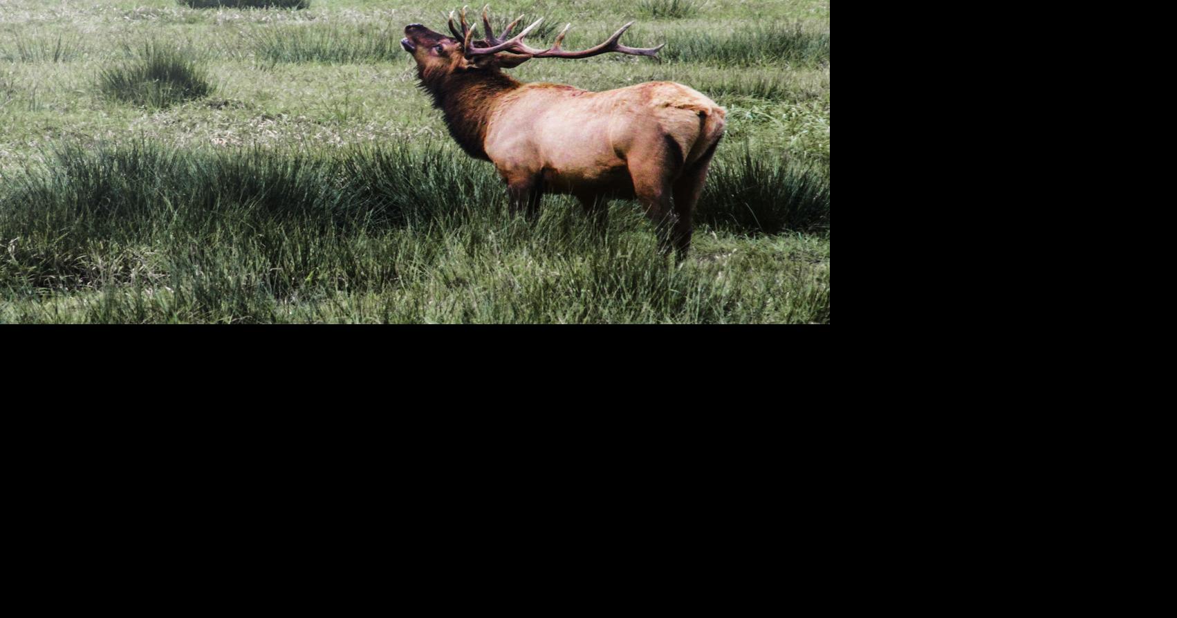 ODFW seeks big game hunting input Local News