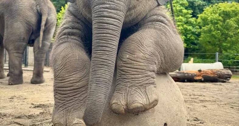 Baby elephant Tula-Tu turns 1 at Oregon Zoo