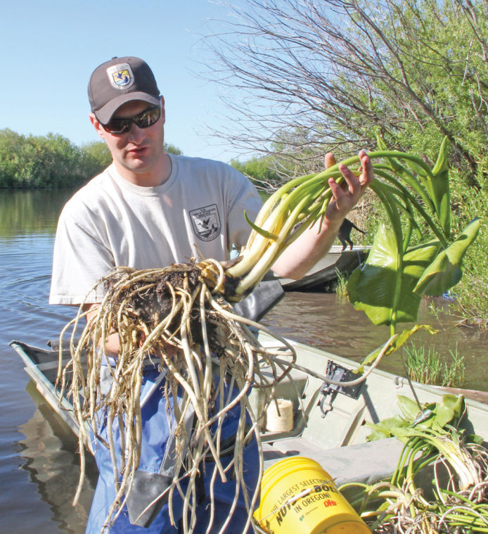 Aquatic transplant Email Blast