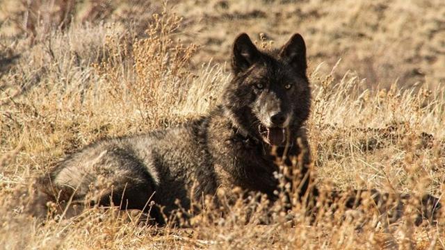 New mapping tool tracks gray wolves in California | News ...