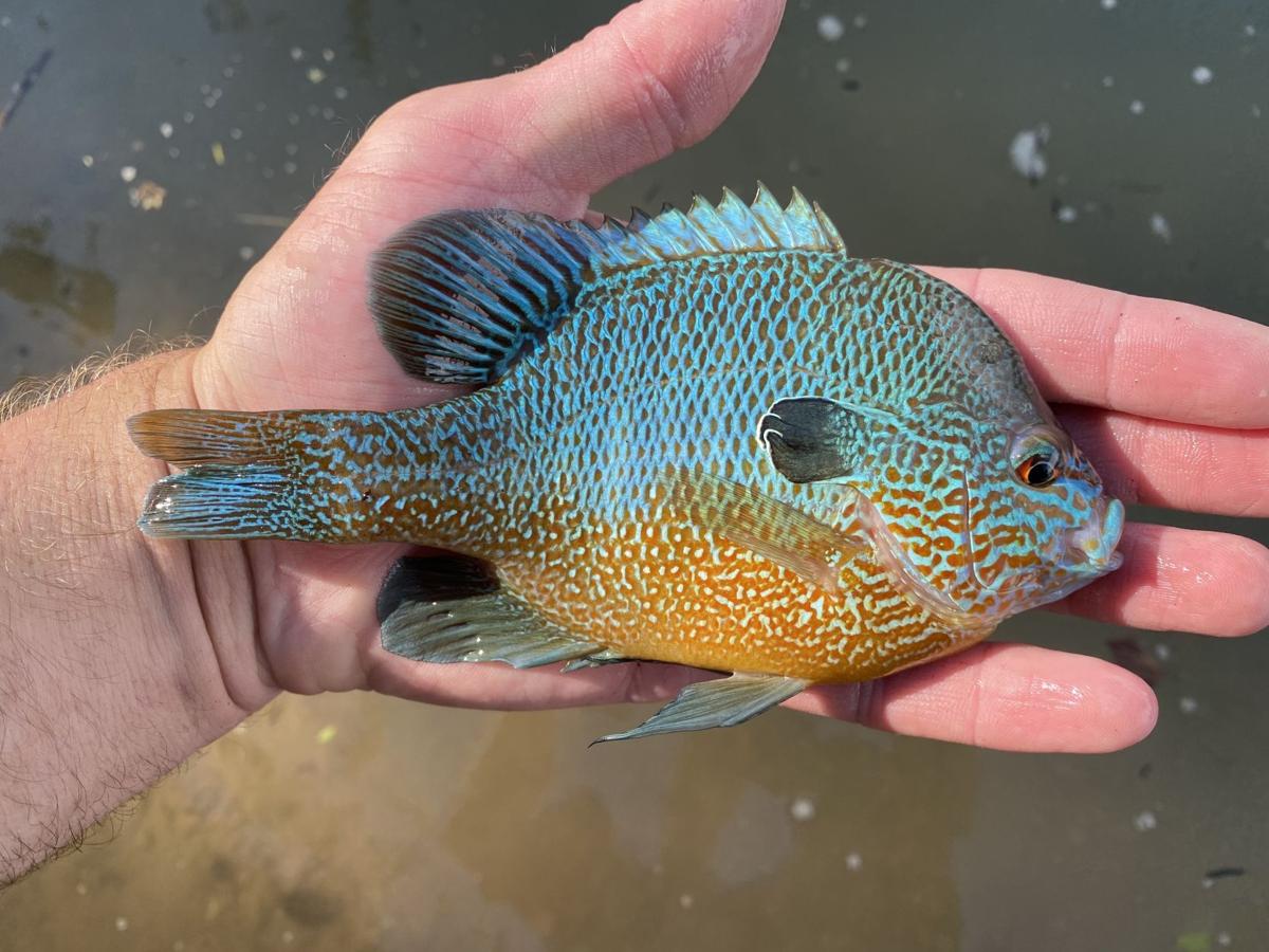 Caughtovgard Longear Outdoors Heraldandnews Com Caughtovgard Longear Outdoors Heraldandnews Com