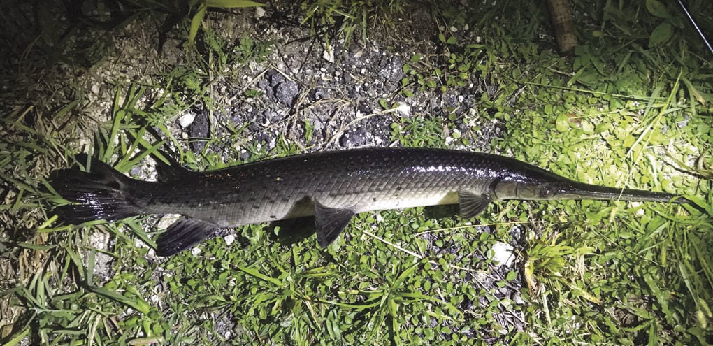 Can you eat an alligator gar fish - answers.com