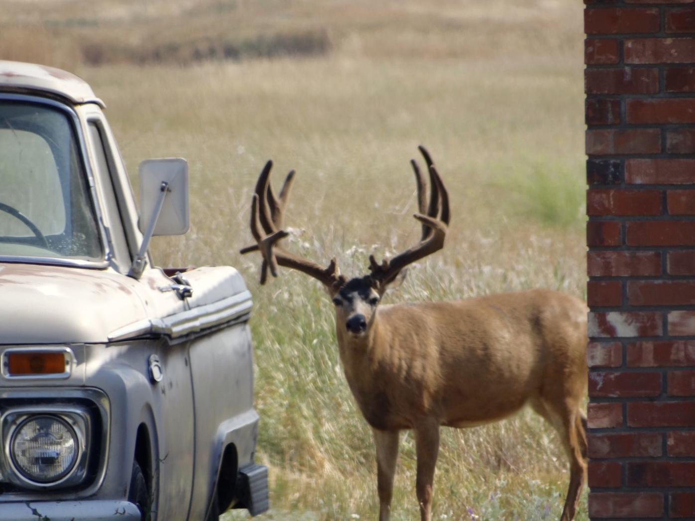 Oh, Deer! Deer population skyrockets | Agriculture | heraldandnews.com