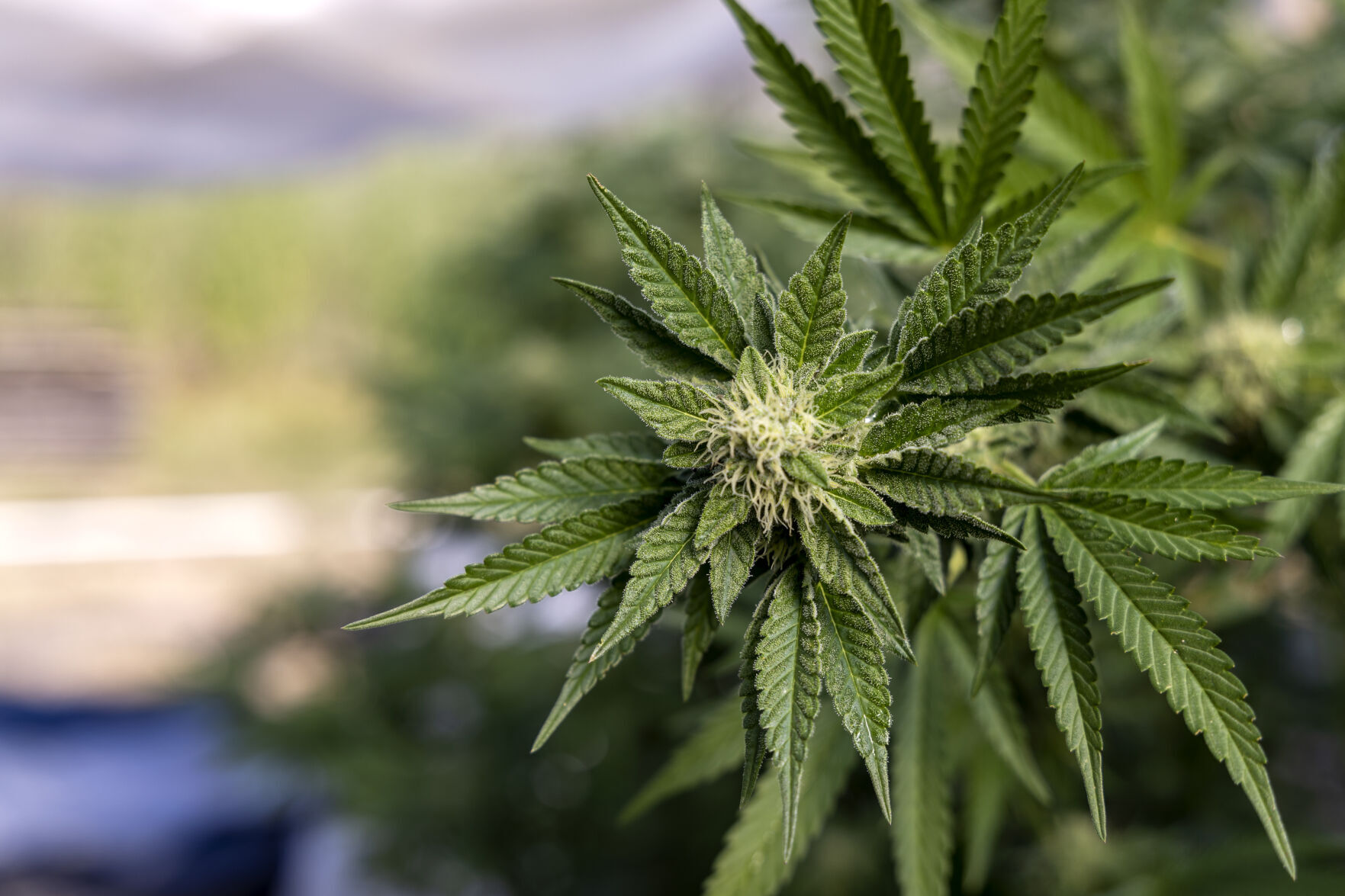 Medicinal autoflower marijuana plant for outside growing
