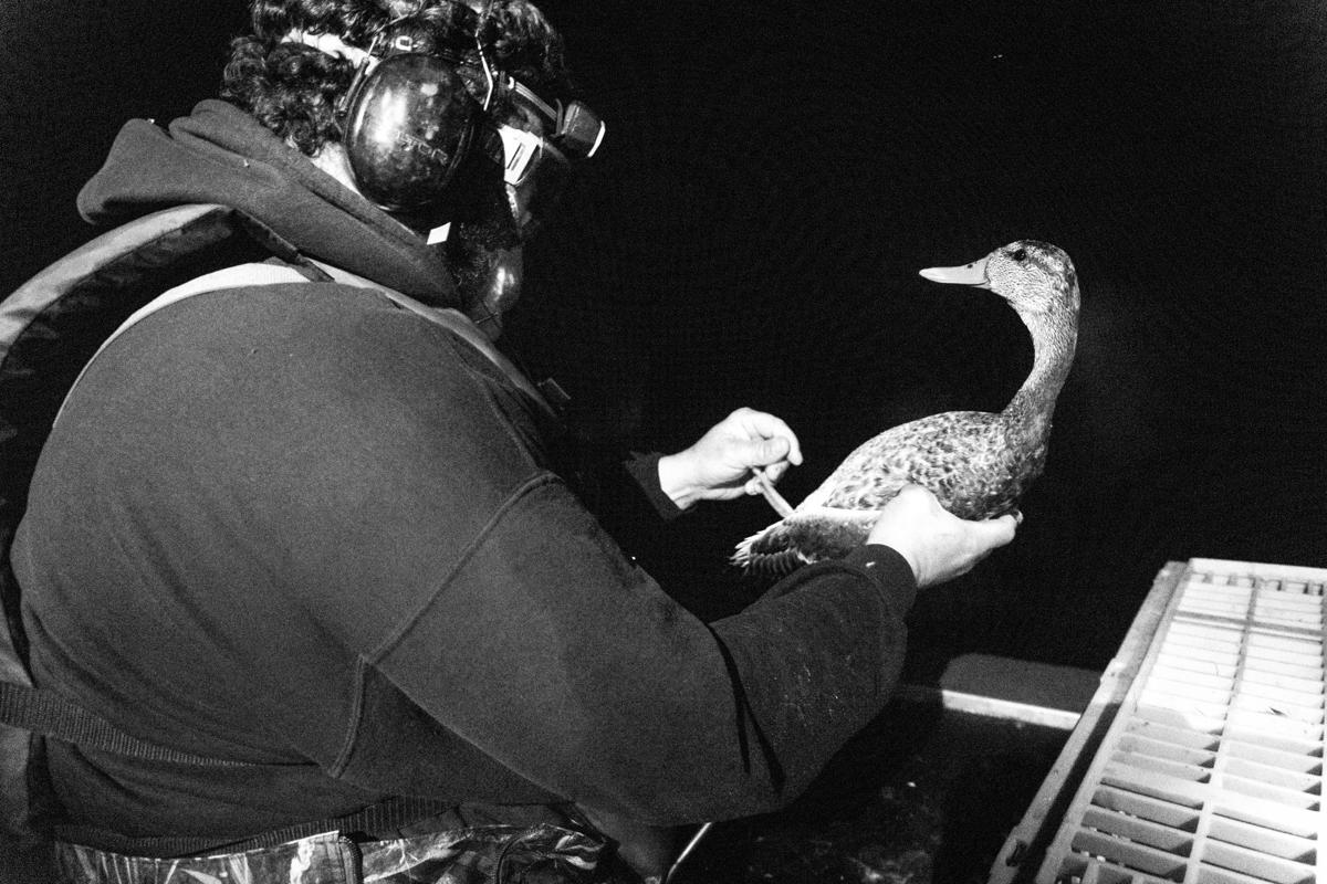 Duck Banding