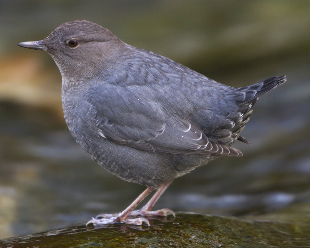 New birding series — American dipper An underwater explorer Outdoors