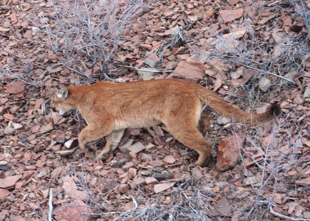 Long Odds Confront Those Hunting Cougar That Killed Oregon Hiker Northwest 2825