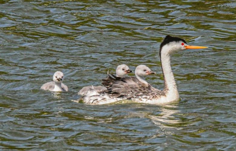 Bronze sculpture celebrating grebes to be unveiled at Putnam's Point