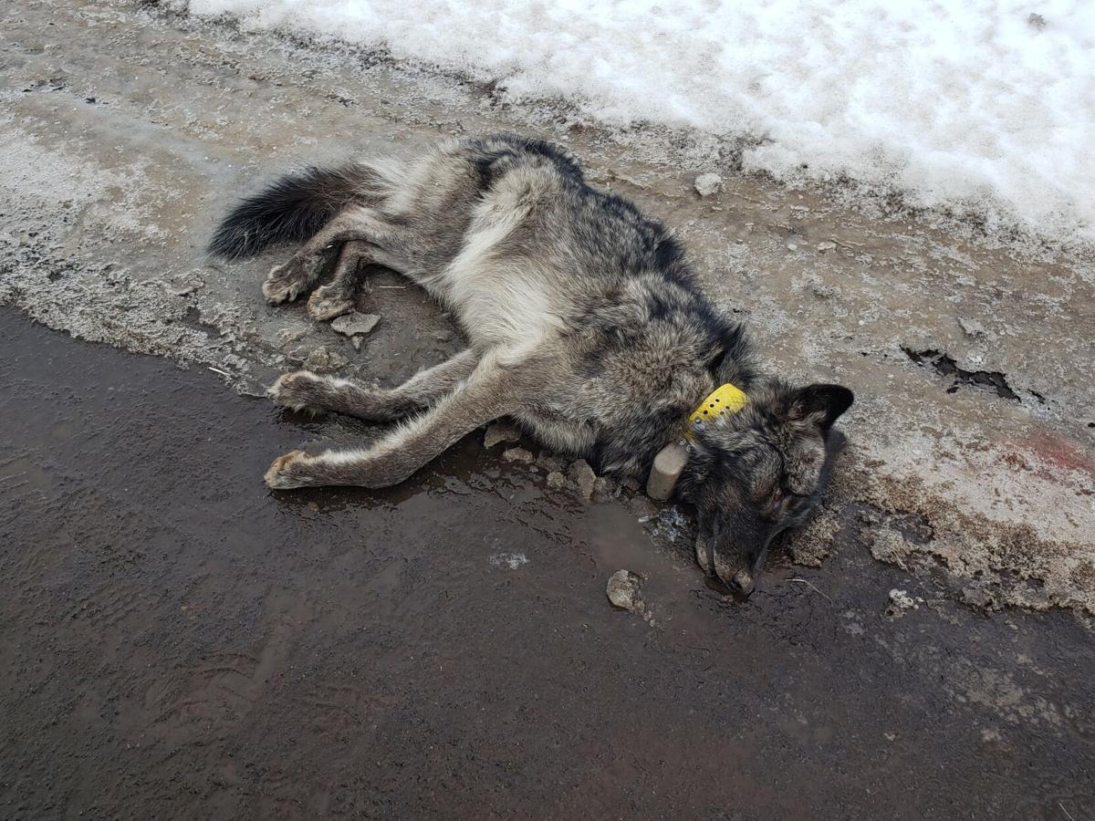 Autopsy: Wolf died after being hit by car on Oregon country road, was