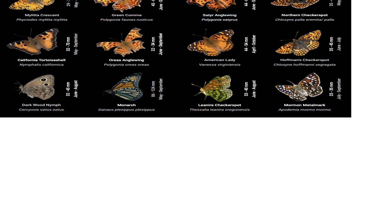 New guide showcases 120 butterfly species found at Cascade-Siskiyou National Monument