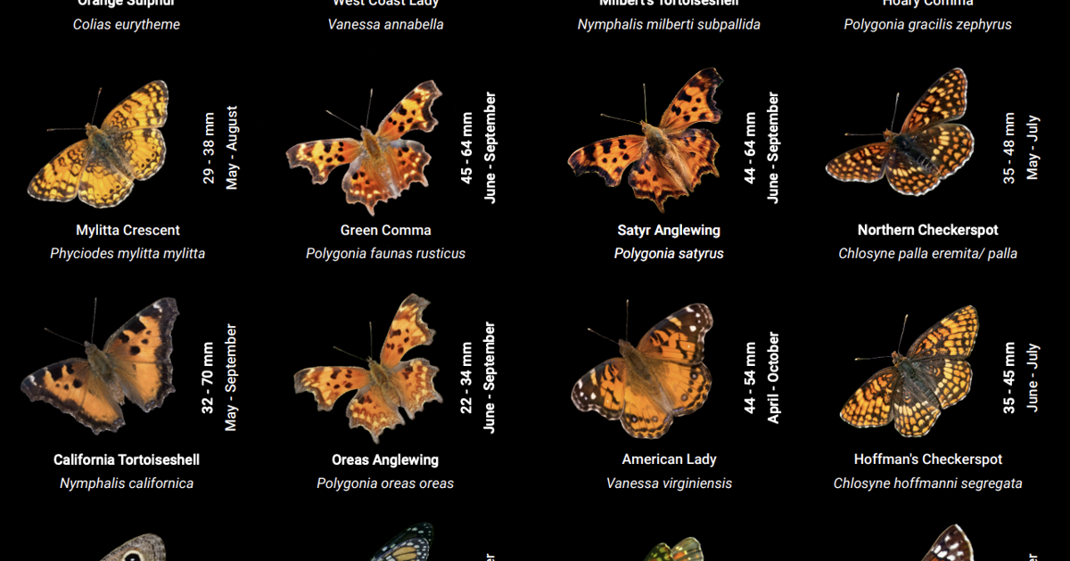 New guide showcases 120 butterfly species found at Cascade-Siskiyou National Monument