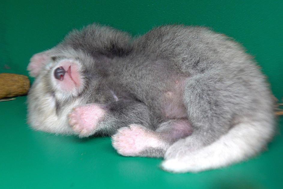 Wallpaper Baby Red Panda Arrives At Oregon Zoo Outdoors Heraldandnews Com For Free