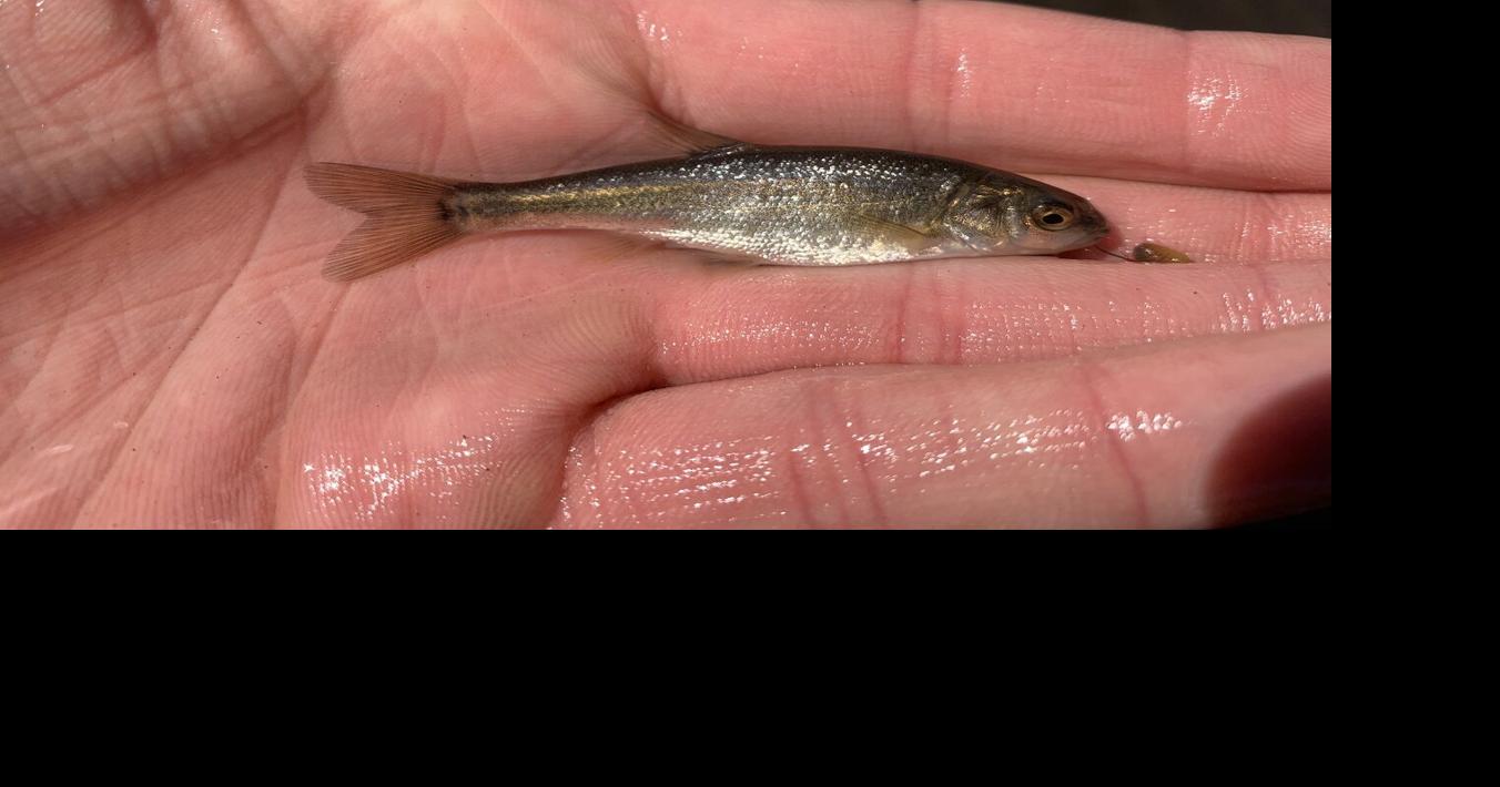 Caught Ovgard column: In microfishing, it's the little one that gets away