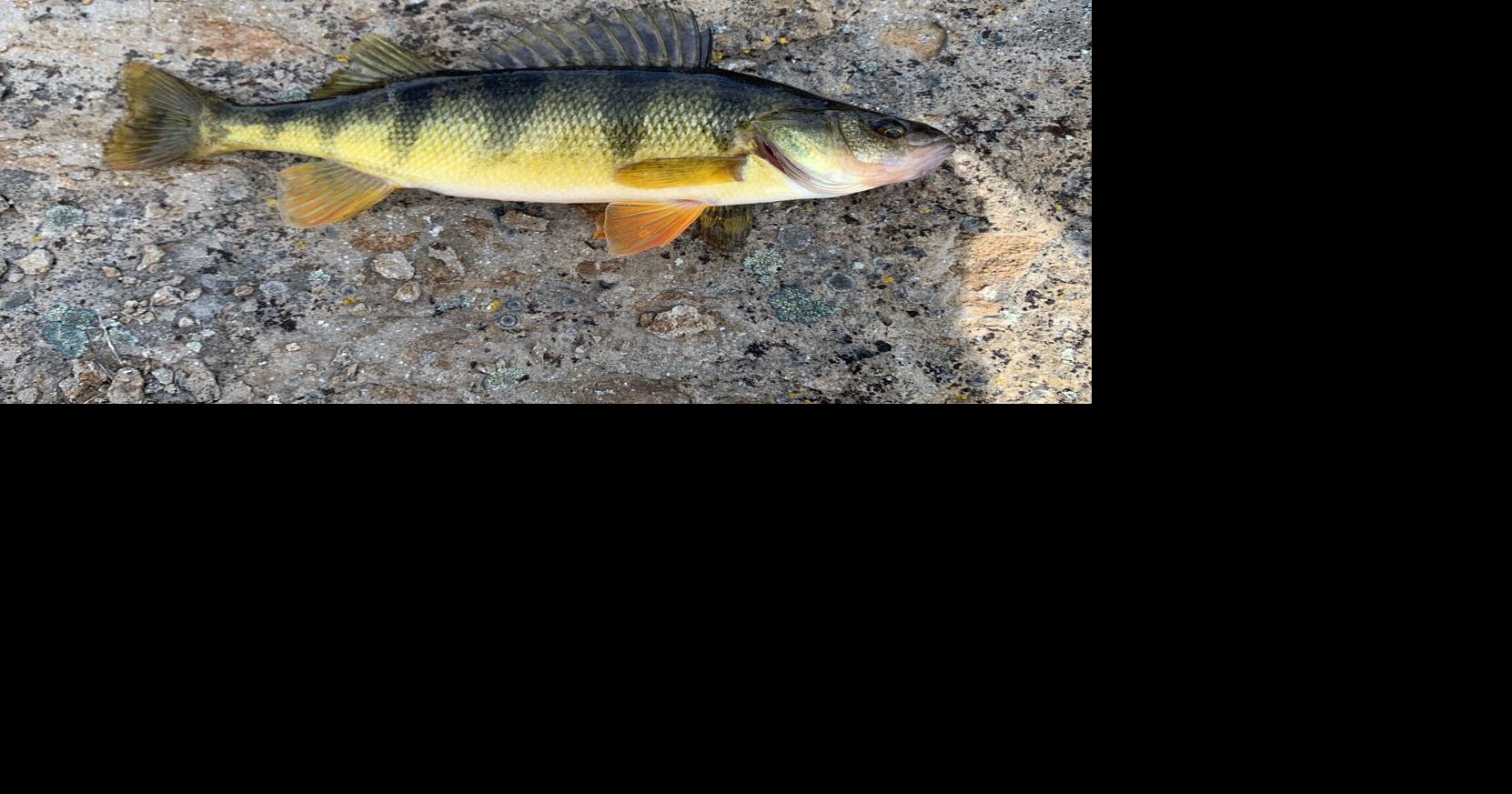 Caught Ovgard column: Catching panfish in the fall is child's play