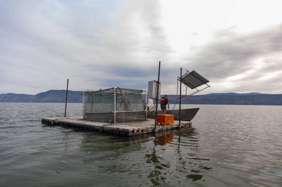 Fish pens in Upper Klamath Lake help scientists identify what's harming suckers - Herald and News