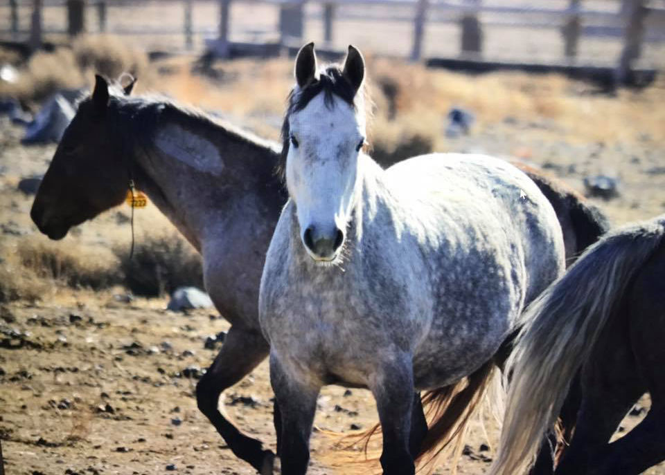 Devil’s Garden wild horses ready for adoption Local News