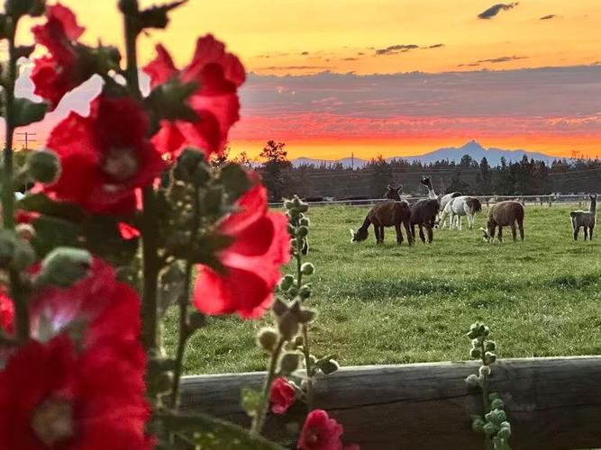 Fewer Oregon ranchers are raising exotic animals | News | heraldandnews.com