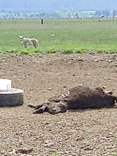 Fort Klamath wolf