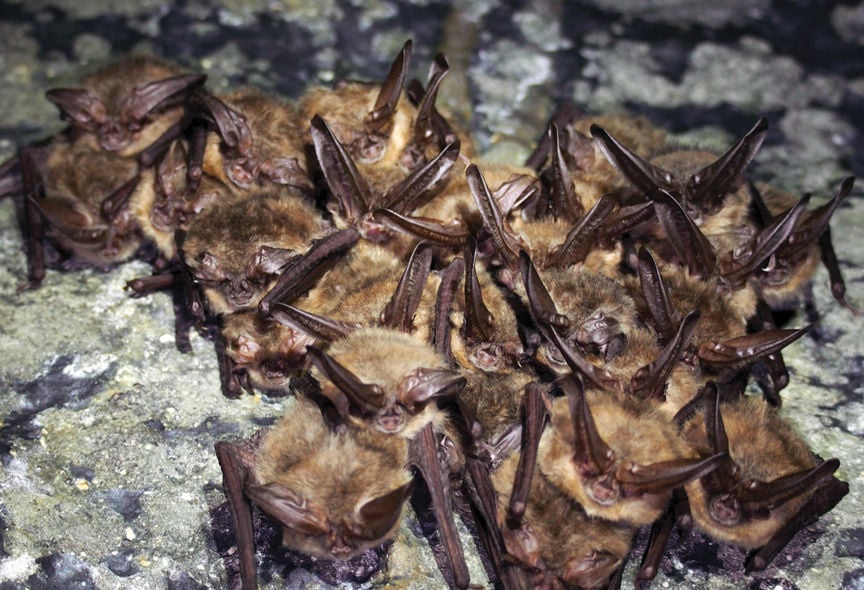 High bat count at Lava Beds | Email Blast | heraldandnews.com