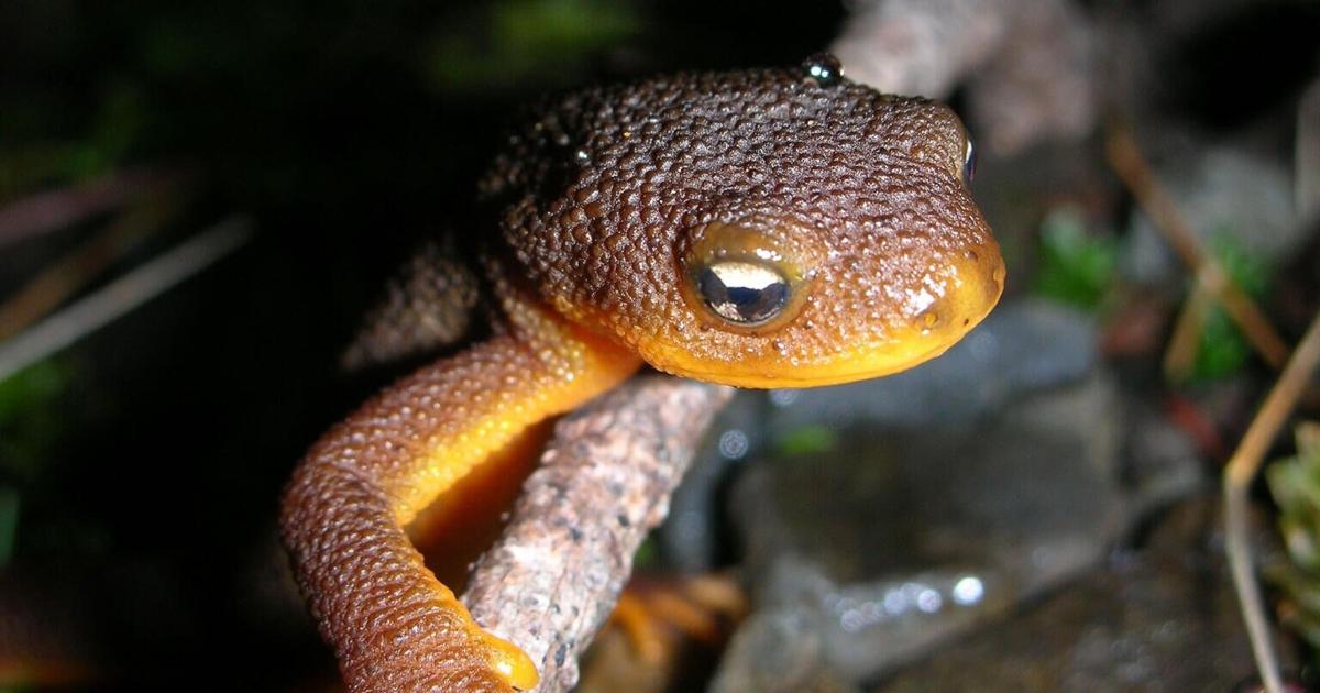 Feds Agree to Decide on Endangered Species Protections for Crater Lake Newt by October