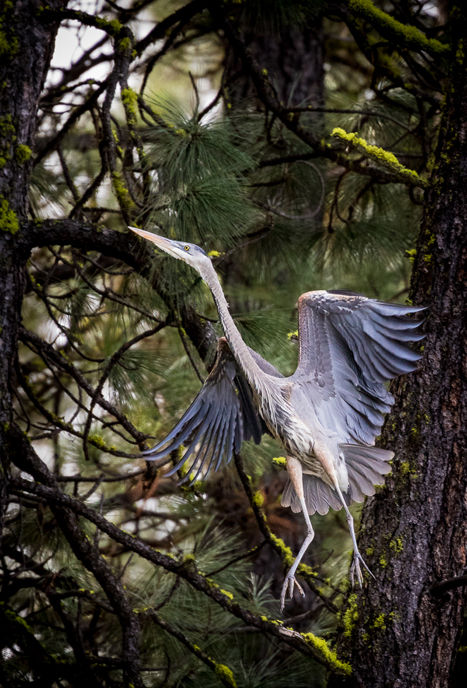 Great Blue Heron Casino Winners