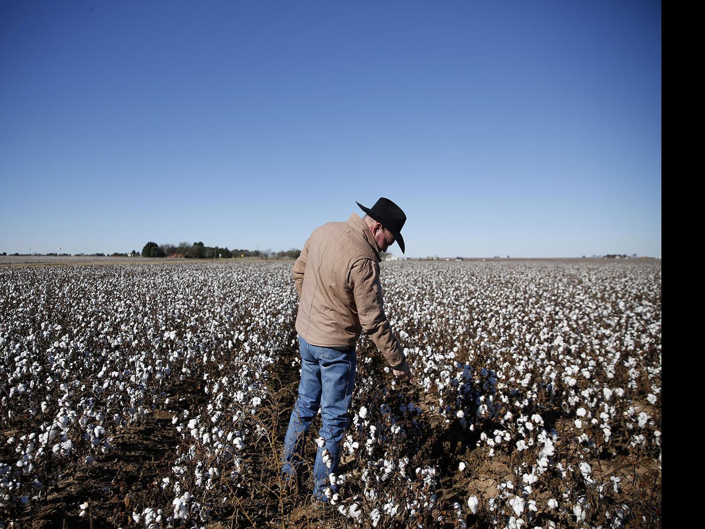 The years aren't getting any easier for families that grow cotton, Texas'  No. 1 cash crop | Business | heraldandnews.com