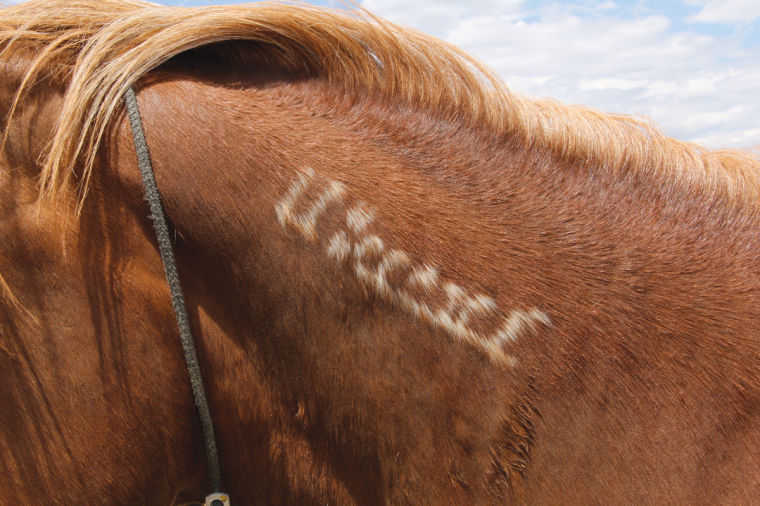 Dry conditions force wild horses onto private land Email Blast