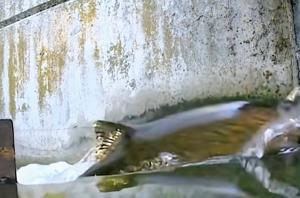 Report says nearly 70K Chinook returned to Klamath, Trinity tributaries