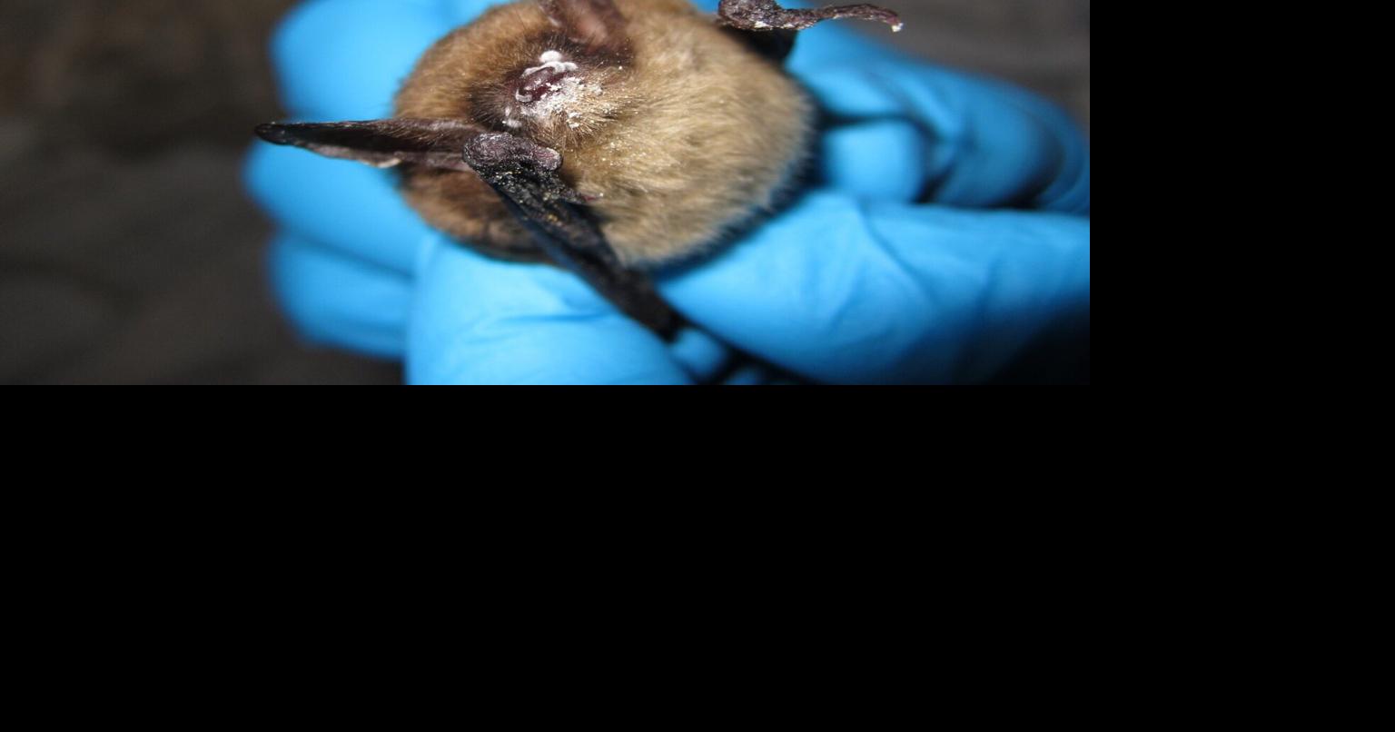 Deadly fungal disease that attacks bats detected for first time in Oregon