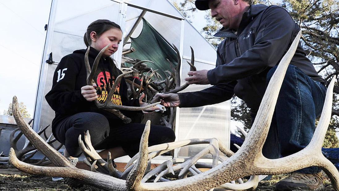 Antler Shed Hunting Season Postponed By Snow Outdoors