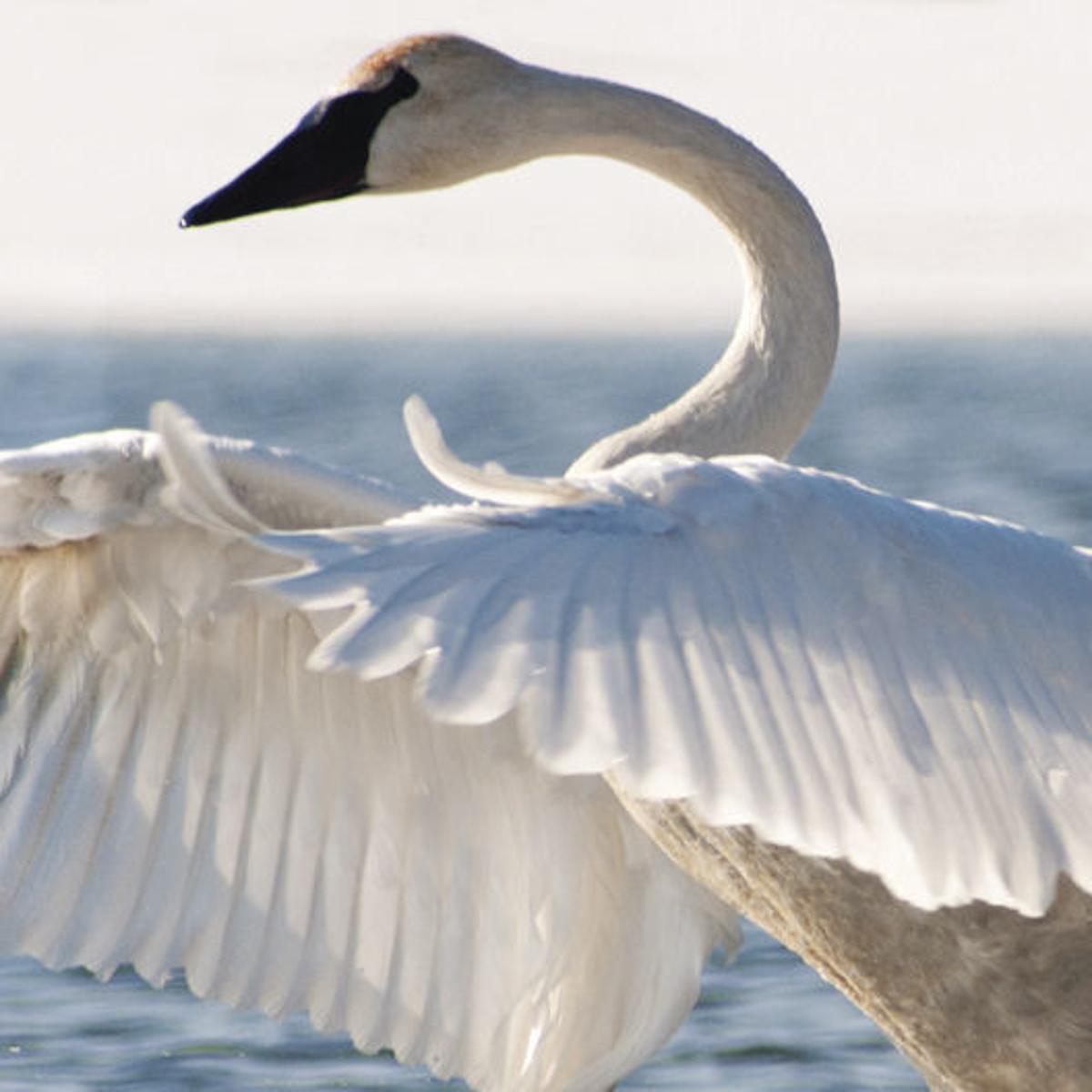 trumpeter swan from hunted to protected local news heraldandnews com