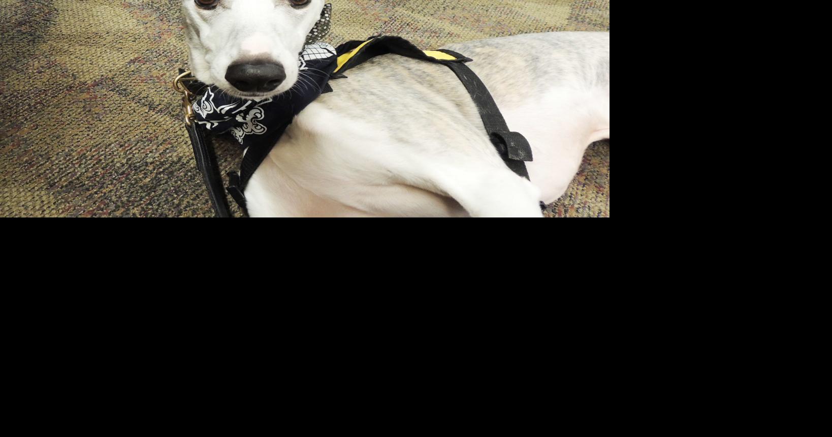 Oregon Tech students destress with Titan the Whippet Local News