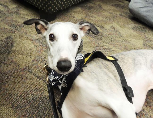 Oregon Tech students destress with Titan the Whippet Local News