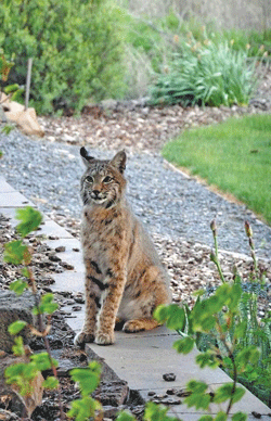 When a bobcat comes knocking | Email Blast 