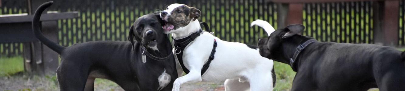 Dog days: Inflation, shortages hit pets, rescues, owners | Schools ...