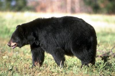 What to do about black bears  The Humane Society of the United States