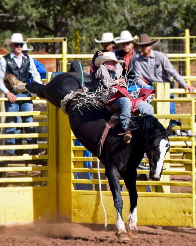 rodeo bull for pool