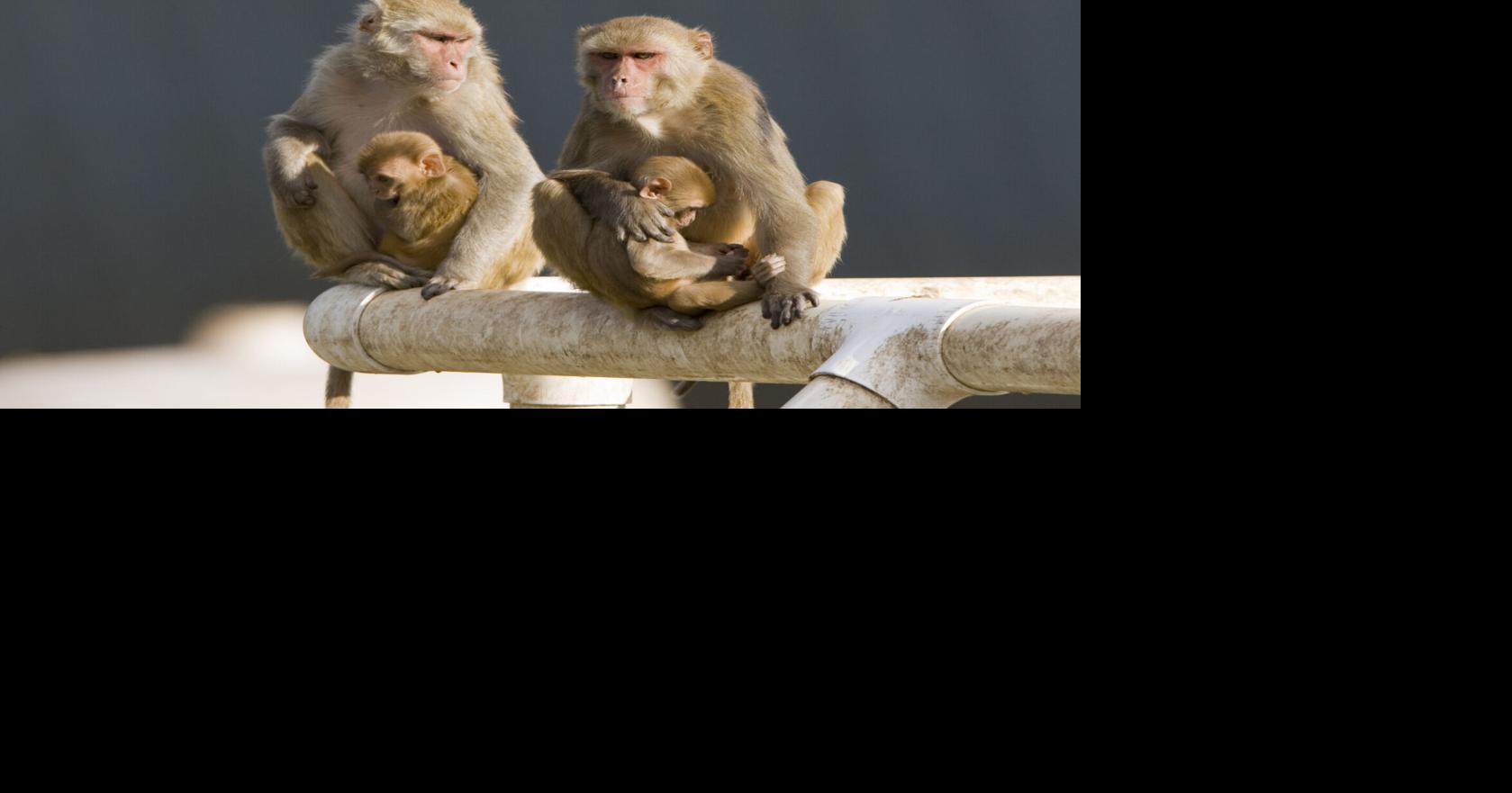 Lawmakers pass bill requiring more accountability from OHSU Primate