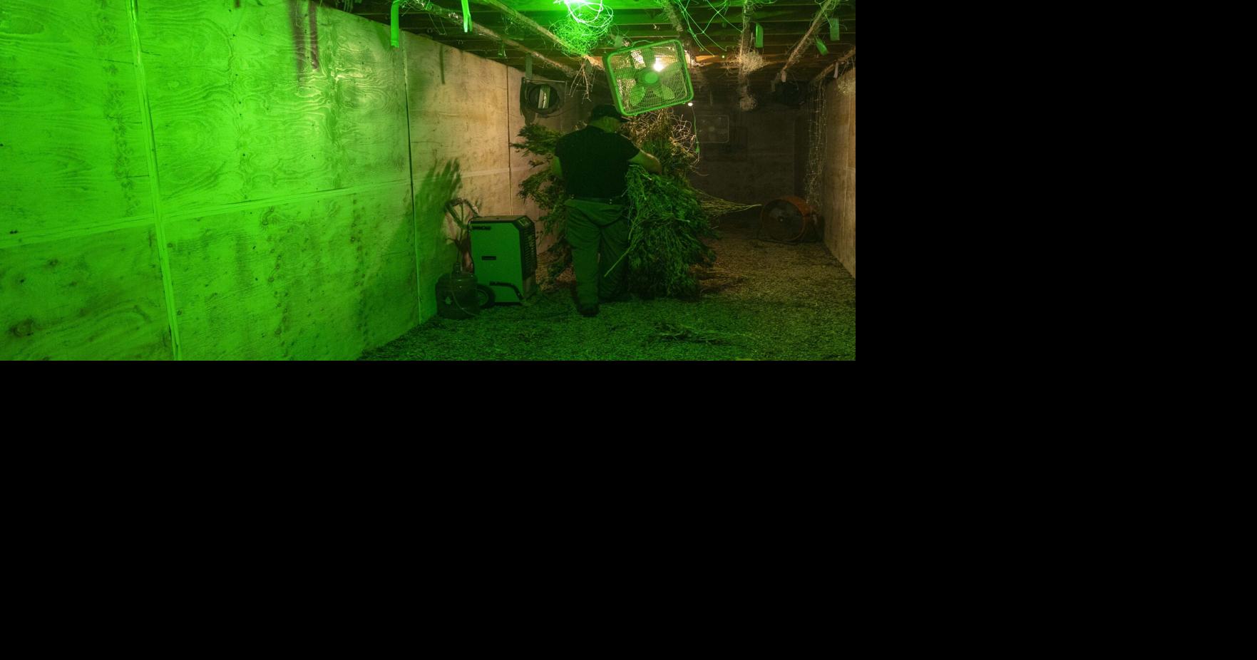 Three neighboring properties busted with combined 113 cannabis greenhouses