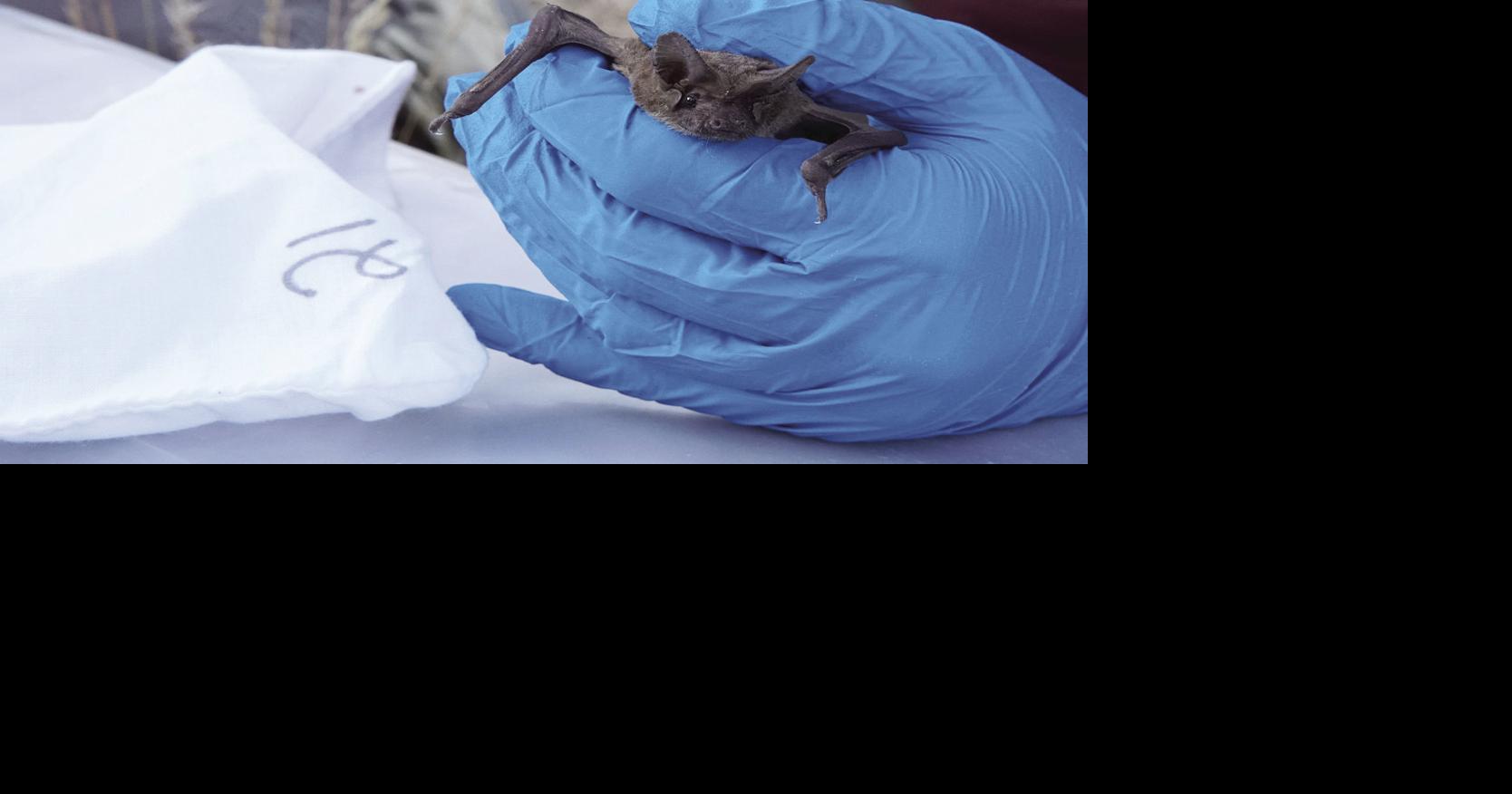 Take part in a 'Live Bat Chat' at Lava Beds | Local News ...