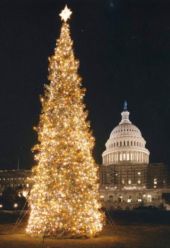 Dc Christmas Tree Oregon Trail 2022 O Christmas Tree: Oregon Tree Chosen For D.c. | Local News |  Heraldandnews.com