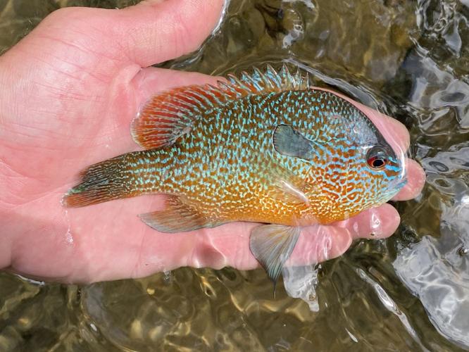 Sunfish, Longear (Big Swan Creek, TN).JPEG