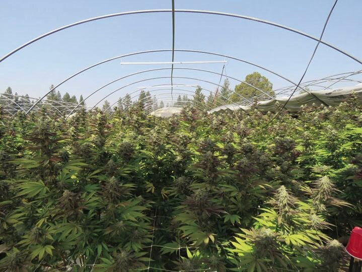 Klamath deputies find, destroy three illegal marijuana grow operations ...