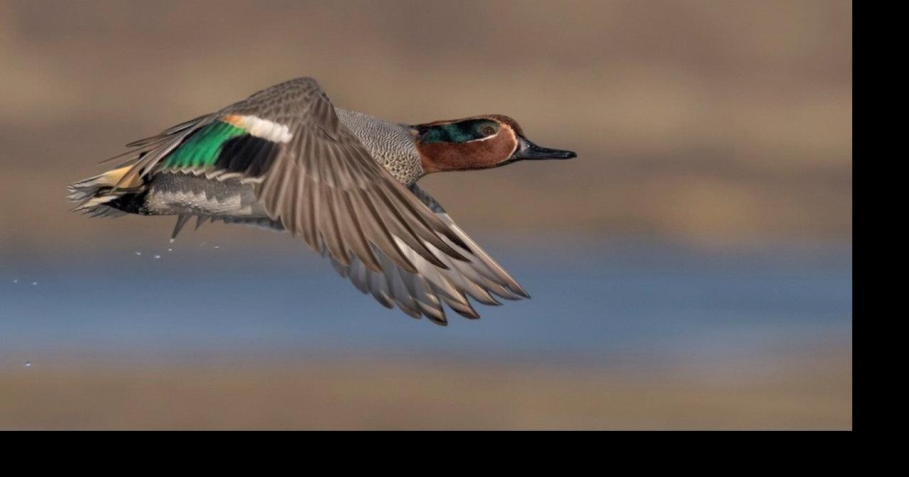 Most commonly hunted migratory birds in Oregon | | heraldandnews.com