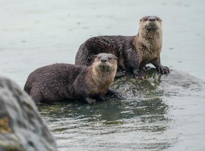 Bringing Back Oregon's Sea Otters Gets Federal Bucks For Feasibility