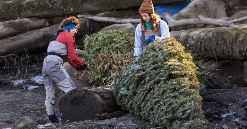 Oregon Christmas trees can get a second life as habitat for salmon