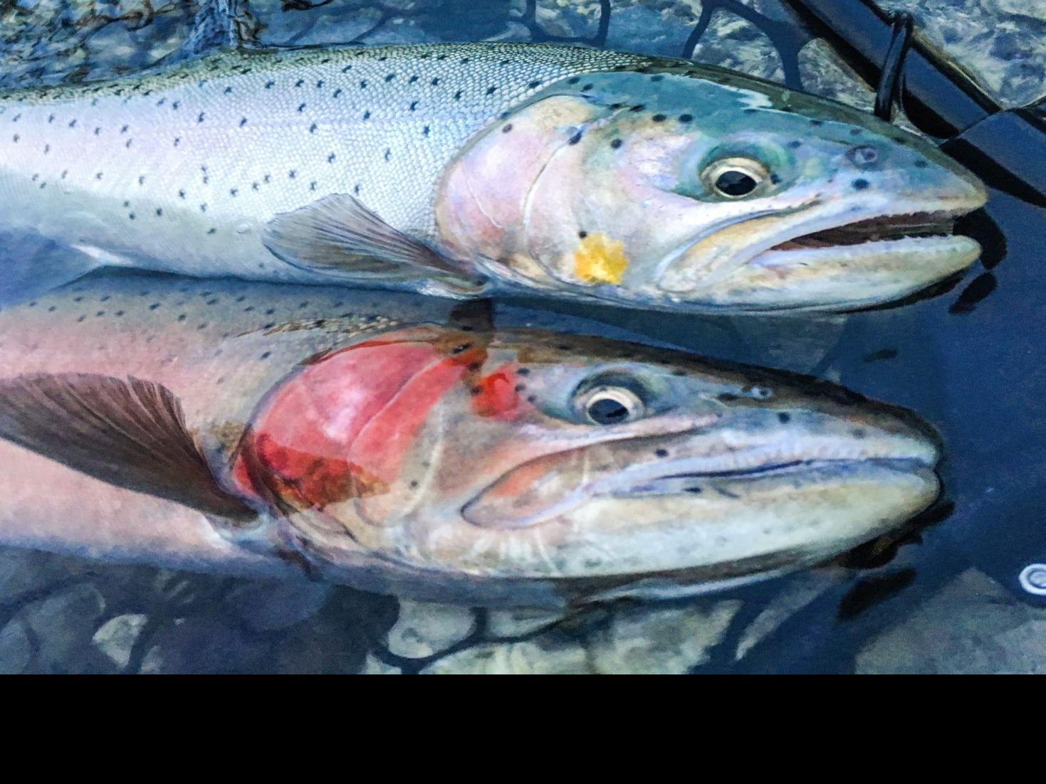 A Second Chance For Survival Outdoors Heraldandnews Com