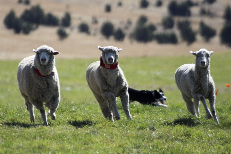 National Sheepdog Finals | News | heraldandnews.com