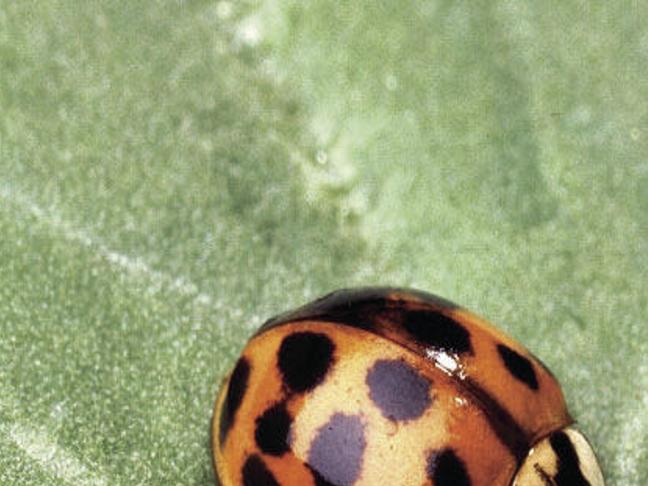 Five Insect Pests That Overwinter In Structures Local News Heraldandnews Com